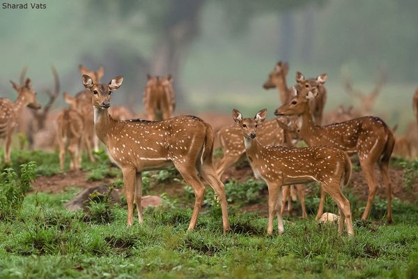 Elegant deer grazing on grass