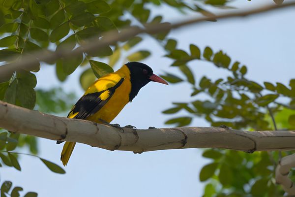 Indian Oriole Oriolus xanthornus