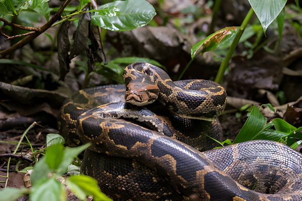 Indian Rock Python