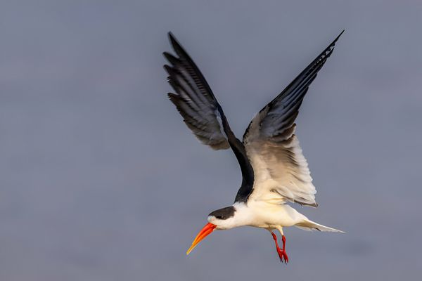 Indian Skimmer Chambal river