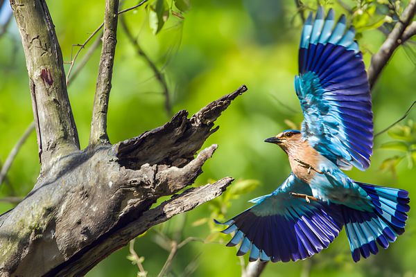 Indian roller