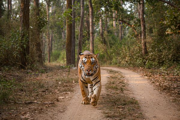 Kanha National Park 1