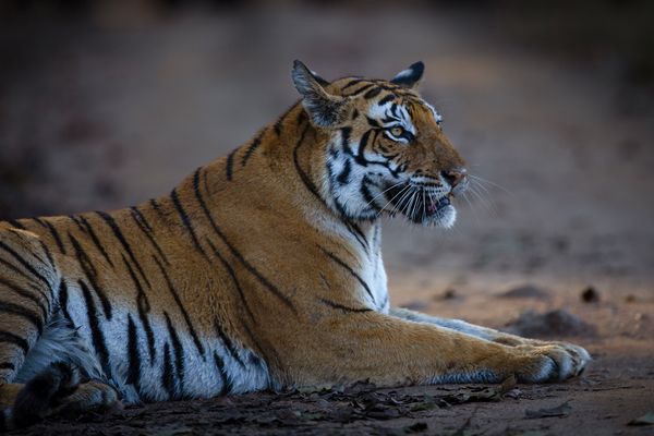 Kanha National Park 3