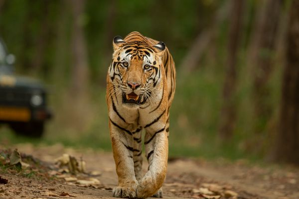 Kanha National Park 4