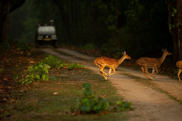 Majestic tiger in Bandhavgarh national park 1