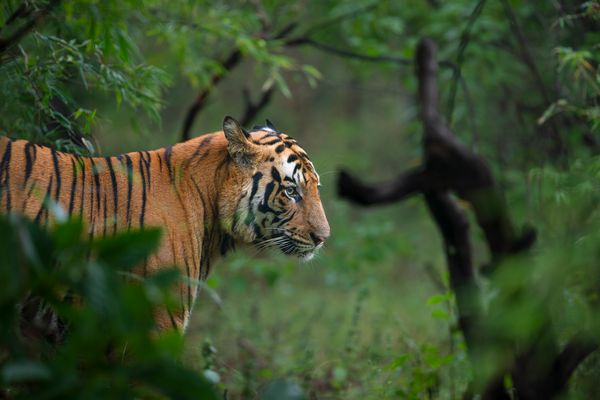 Majestic tiger in Bandhavgarh national park 2