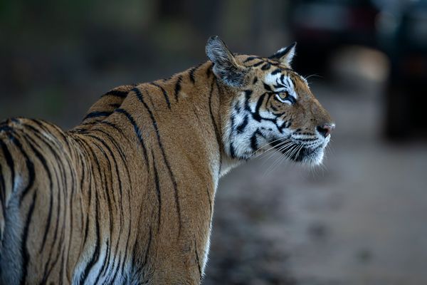 Majestic tiger in Bandhavgarh national park 3