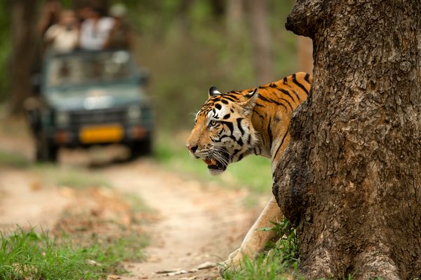 Majestic tiger in Bandhavgarh national park 4