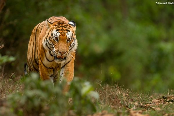 Majestic tiger prowling dense foliage