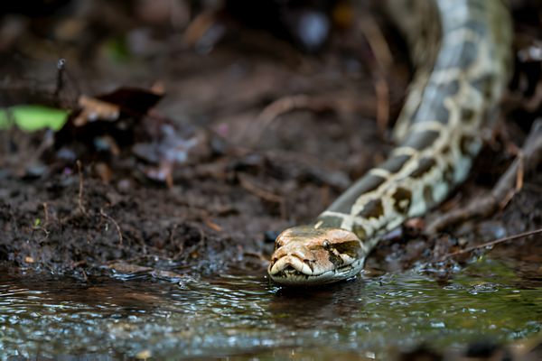 Python molurus