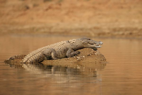 Reptiles camouflaged in natural habitat