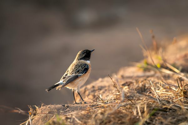 Saxicola rubicola bird