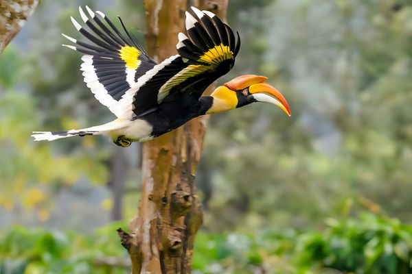 The Great hornbill