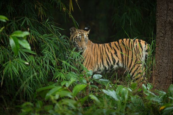 Tigers roaming lush Indian forests 1