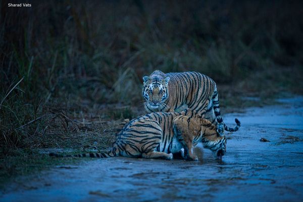 Tigers roaming lush Indian forests 2