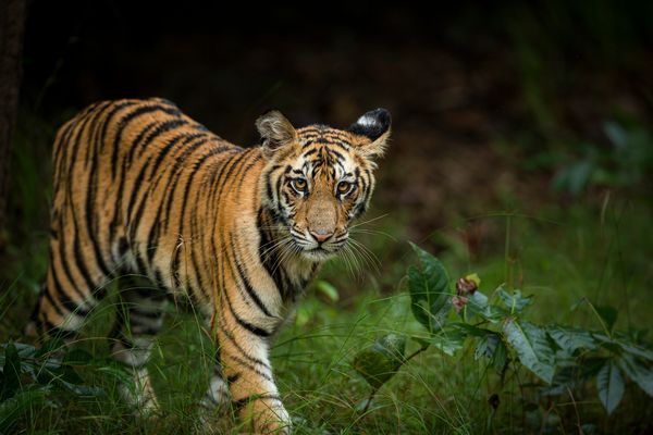 Tigers roaming lush Indian forests 4