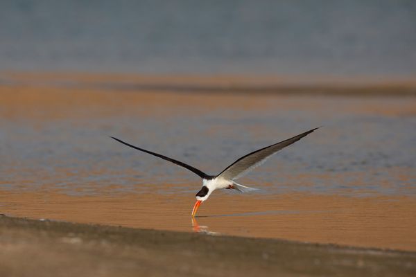 Vibrant birds adorn park skies