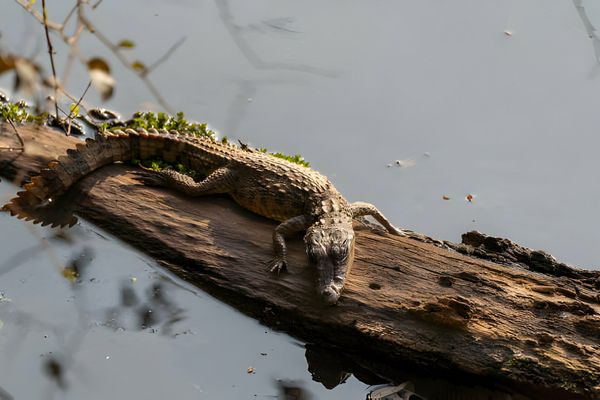 Wild Crocodiles Sunbathing at Ranthambore National Park