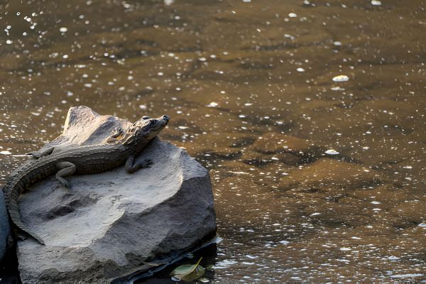 Wild Crocodiles