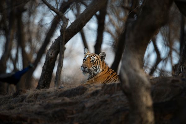 Wild tiger prowling Indian forests 1