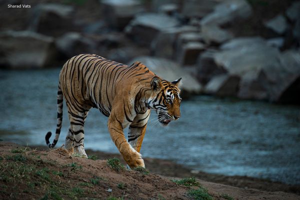 Wild tiger prowling Indian forests 2