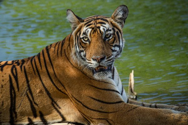 Wild tiger prowling Indian forests 3