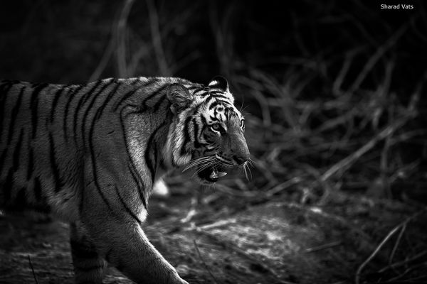 Wild tigers thrive in India 2