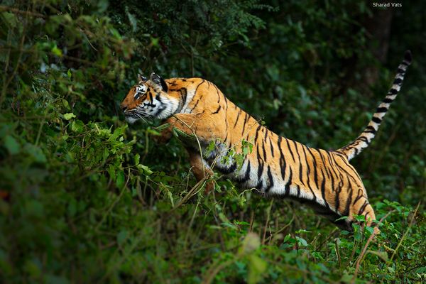 Wild tigers thrive in India 3