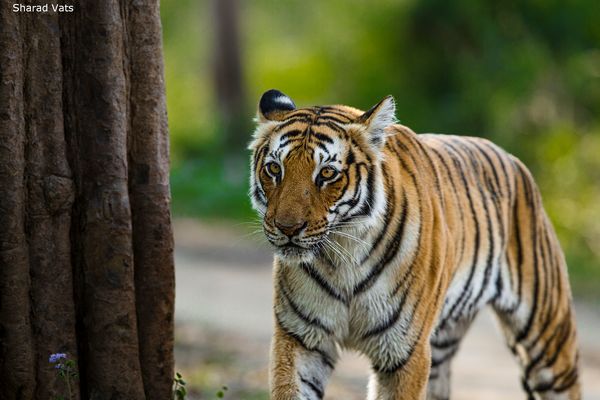 Wild tigers thrive in India 4