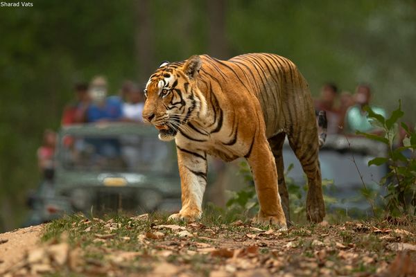 kanha tiger