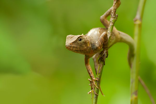 ndian gecko on a tree trunk