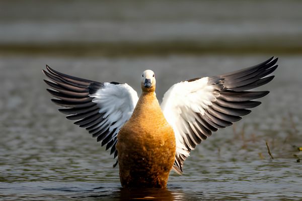 ruddy shelduck